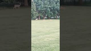 Baby deer chasing each other #cute #deer #cutevideo #cuteanimals #babyanimals #baby
