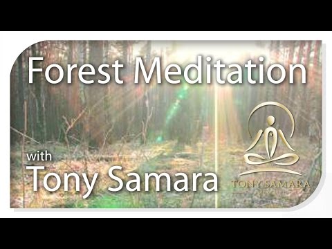 Tony Samara's 'Forest Meditation' - TonySamara.com