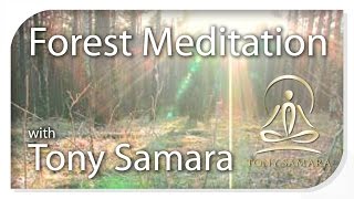 Tony Samara's 'Forest Meditation' - TonySamara.com