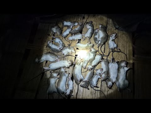 VAITHANG KAM RAMRIAH 