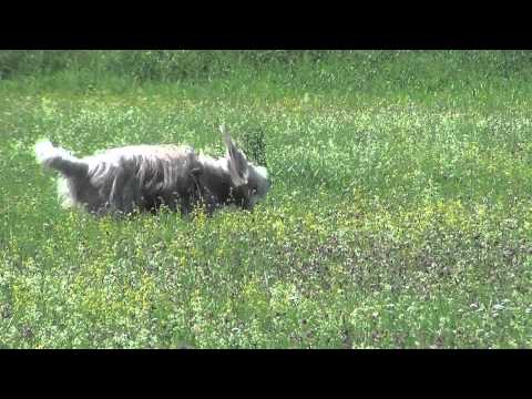5.7.2012 trénink coursingu Otrokovice