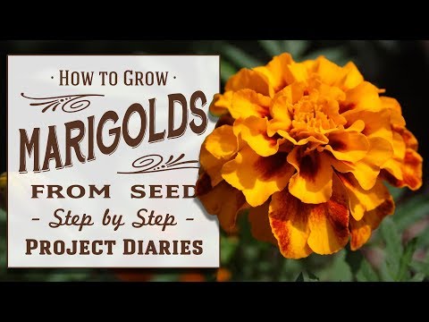 , title : '★ How to Grow Marigolds from Seed (A Complete Step by Step Guide)'