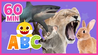 [MIX] Learn ABCs with Baby Shark | Learn Animals | +Compilation | Baby Shark Learning