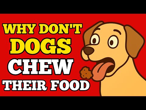 Why Dogs Swallow Food Whole: The Surprising Truth!