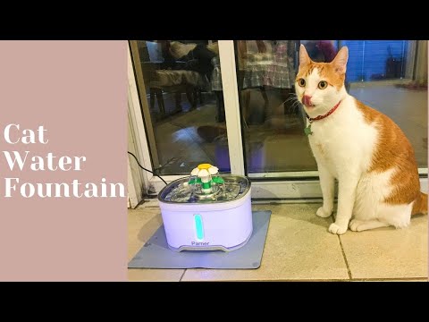 Why We Got Parner Cat Water Fountain, Assembly and Tigger Enjoying It