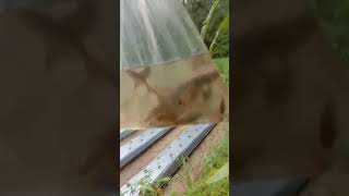 Download lagu saat mancing pas hujan #mancing #mancingliar #microfishing #ikanwader mp3