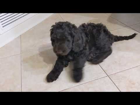 Hot Frog Living Composter Day 88 - 2nd Tier Big Feeding - Vermicomposting