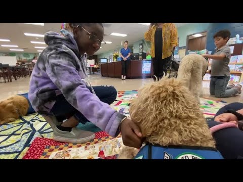3rd YouTube video about are service dogs allowed in schools
