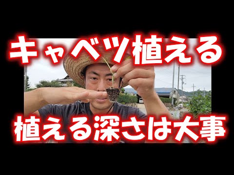 露地菜園にキャベツを植える時期 2023年5月