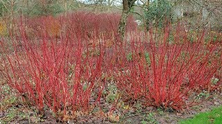 ⟹ Red Twig Dogwood | Cornus sericea | Trees of north America