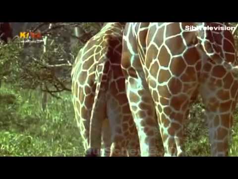 2 Deutige Kindersendung ! xD Schwanzvergleich im KiKa ! Teil 2