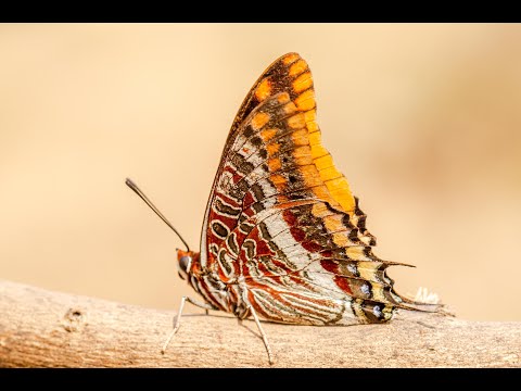 Doğa ve Yaban Hayatı Gözlem Videosu