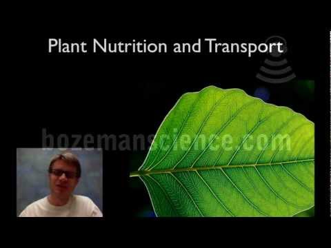 植物栄養と輸送 (Plant Nutrition and Transport)