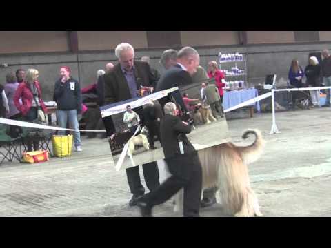 WAHC Ch Show 2013 Trophy Winners