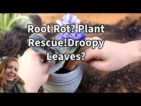 Cozy Plant Rescue: Saving My African Violet from Root Rot!