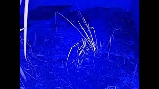 ダルマガエル観察ライブ20250921