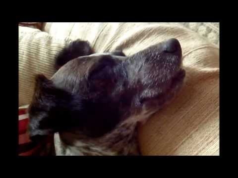 Fred tendo espasmos durante o sono