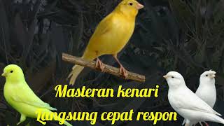 Download lagu Masteran kenari langsung cepat respon mp3 Download lagu Masteran kenari langsung cepat respon mp3