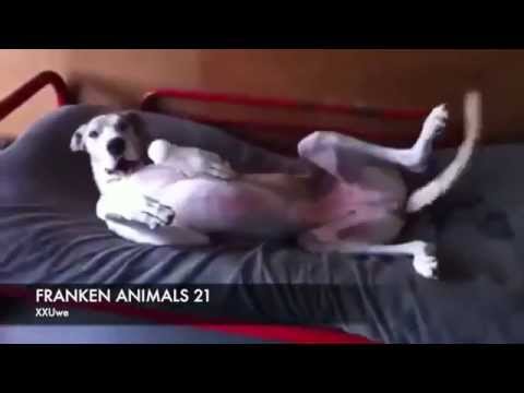 XXUwe - FRANKEN ANIMALS 21