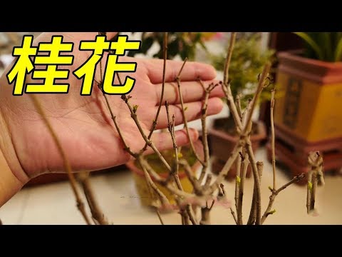 桂花葉枯病