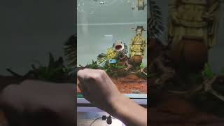 Download lagu Chana auranti galak mangap mangap mp3 Download lagu Chana auranti galak mangap mangap mp3