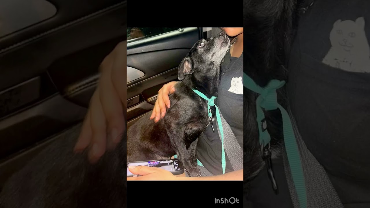 Enlarge Sprinkles, a ADOPTABLE mixed breed in Laurel, MD video 6/6