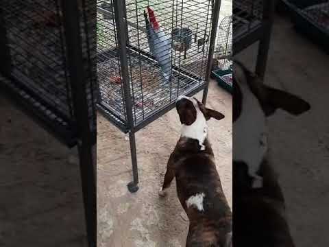 Bull terrier vs African Grey parrot