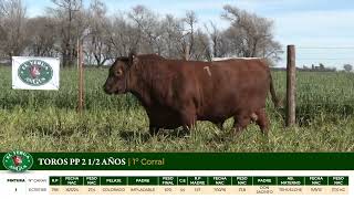 2 Toros PP 2 1/2 años - Gregorio Aberasturi - Plaza Ganadera