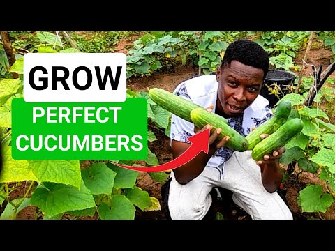 How To Grow Perfect Cucumbers (Stop your Cucumber from turning yellow) #cucumber