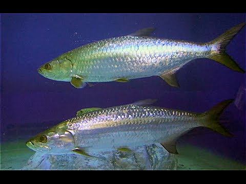 ターポン　Tarpon　 Megalops cyprinoides