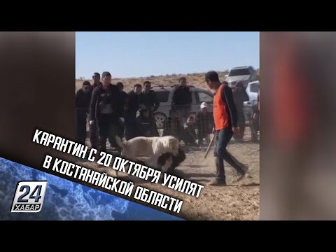 Установлен автор видео собачьих боев в Мангистау