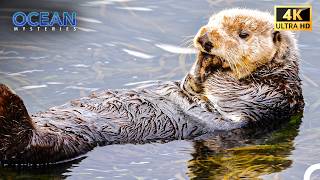 SORAC PROGRAM: Saving Sea Otters | 4K Ocean Documentary