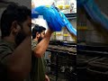 Macaw Parrot For Sale In SADAR Market