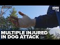 Pit Bull Attack Leaves Six People Injured Pet Dog Dead In Bremerton