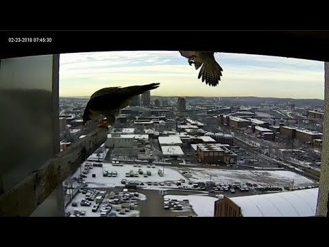 Manchester, NH Peregrine Falcon - First mating attempt of 2018（20180223）