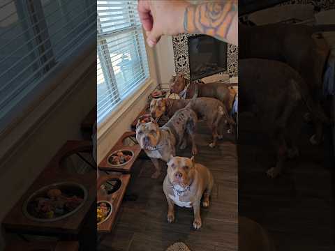 Hands down,  one of the smartest breeds out there.  Xl American Bully Burlesonbullies.com