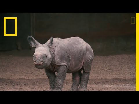 La naissance d'un bébé rhinocéros indien