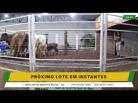 BRASIL LEILÕES - SÃO LUIS DE MONTES BELOS - GO -09/09/2026
