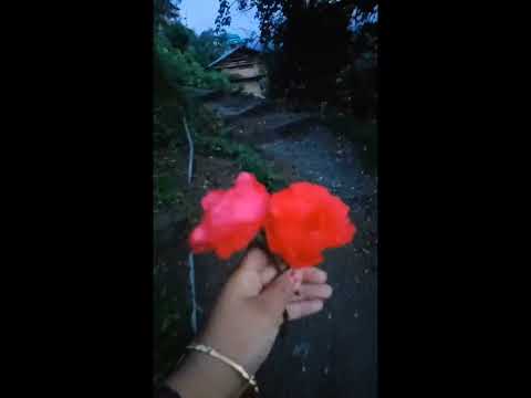 Rose for reeva. #love #live #bts #babygirl #rose #nature