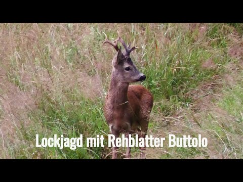 So locke ich den Rehbock mit Rehblatter Buttolo