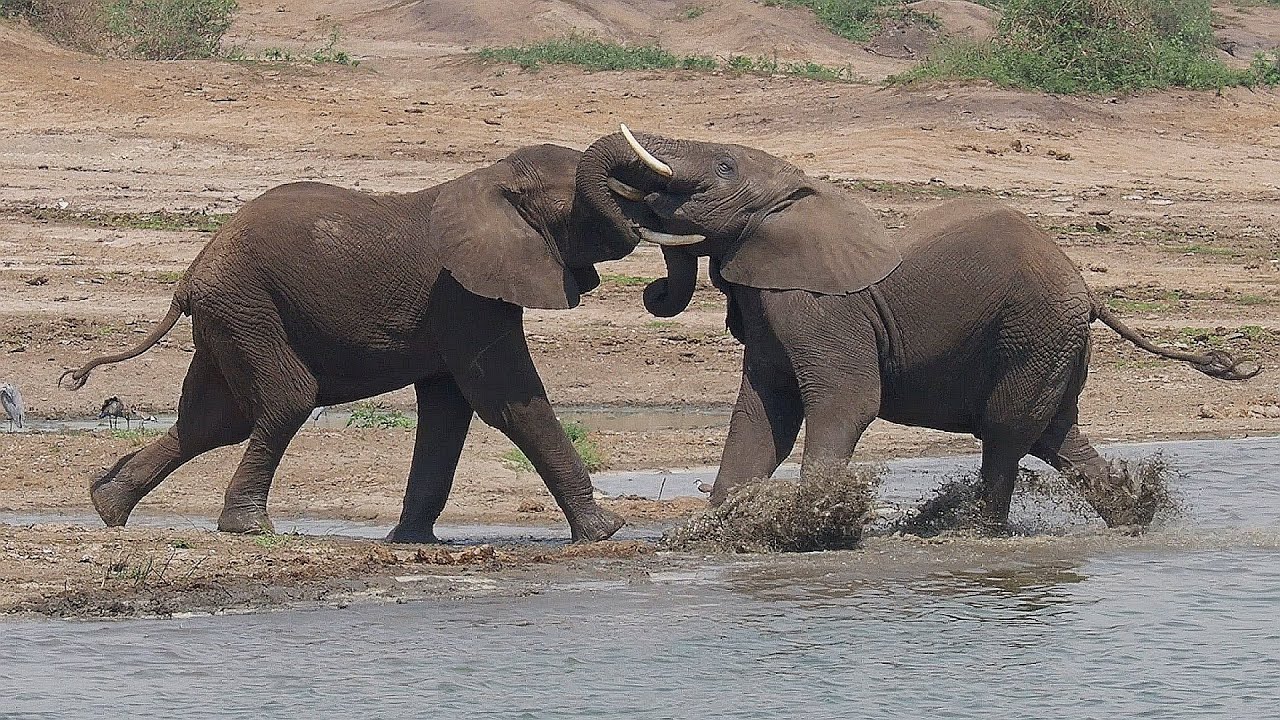 Amazing Wildlife Safari in Queen Elizabeth National Park and Kazinga Channel Uganda 2019 (4K video)