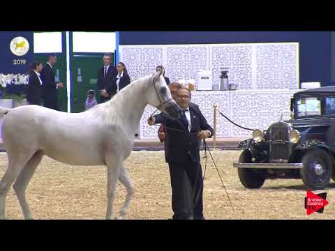 N.53 VITTORIA BY SAFIR - SEWC 2019 - 4-6 Years Old Mares (Class 7)