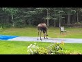Young moose discovers slip & slide