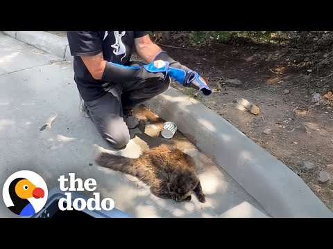 Feral Cat Living Outside Starbucks Becomes A Total Daddy's Girl | The Dodo
