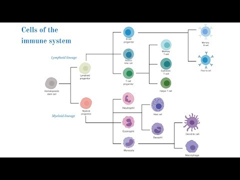 Cells of the Immune System (Brittany Anderton)