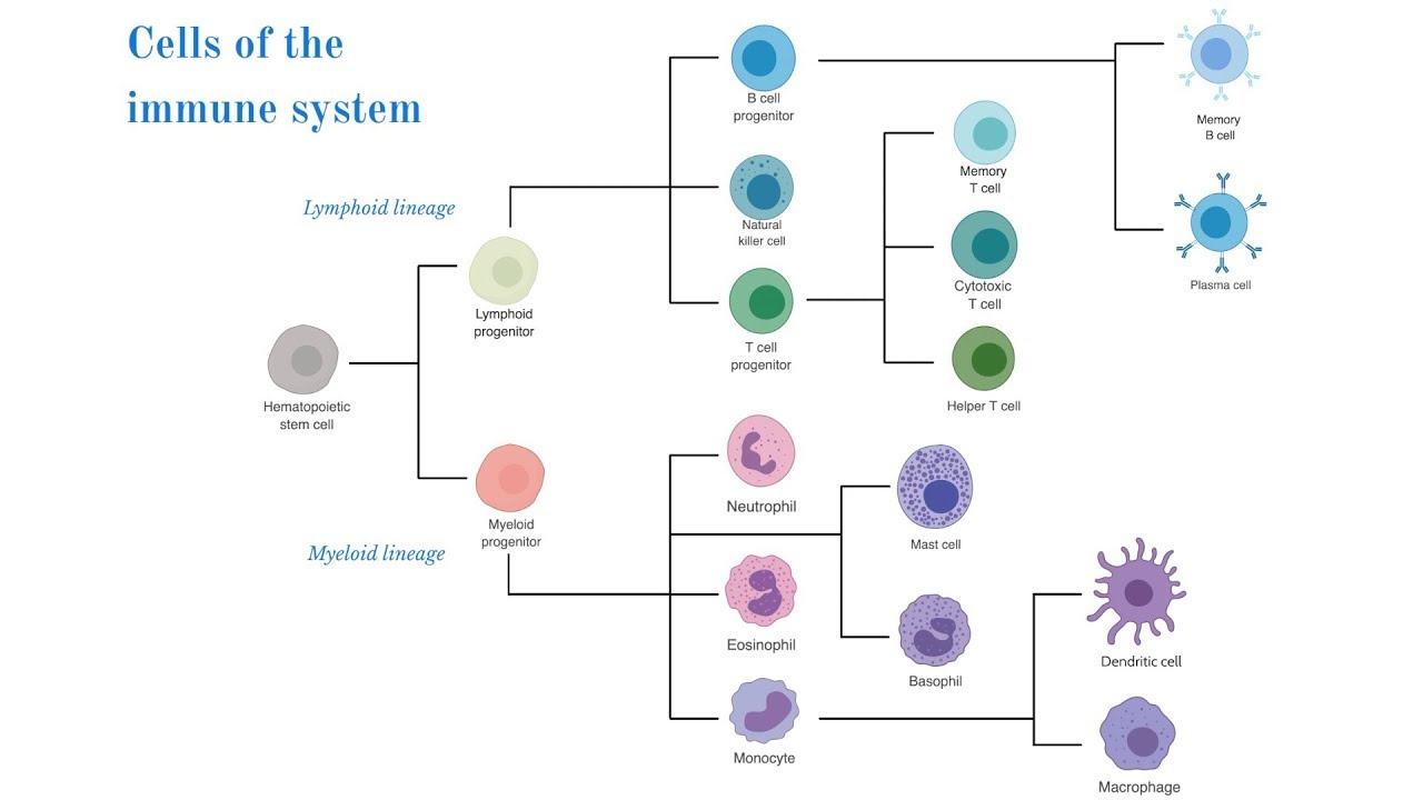 Cells of the Immune System (Brittany Anderton)