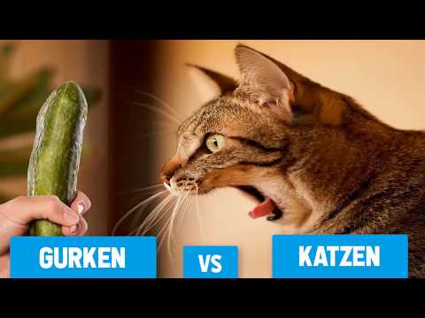 , title : 'Katzen vs Gurken : Warum haben Katzen Angst vor Gurken? | Katzen - Gurken Compilation'