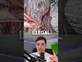 YOU RE NOT ALLOWED TO SEE THIS BLEEDING TREE VIDEO Shorts