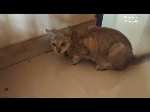 പതിനായിരങ്ങൾ ചിലവാക്കിയ സീലിംഗ് തകർത്ത പൂച്ചക്ക് കൊടുത്ത കിടിലൻ ശിക്ഷ episode 1