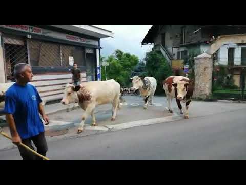 VIDEO / VALSUSA, IL RITO DELLA TRANSUMANZA VERSO IL COLLE DELLE FINESTRE